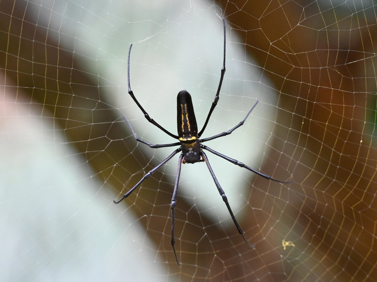 #59:
          Giant Golden Orb Weaver, top-side, Okinawa.
          f/ at mm - Shutter Speed: - ISO: